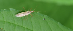 Nabis stenoferus
