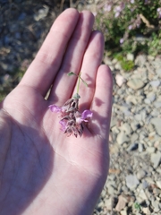 Teucrium chamaedrys nuchense