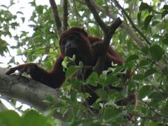 Alouatta seniculus
