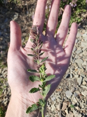 Teucrium chamaedrys nuchense