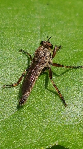brown heath robberfly, 6708 DE Wageningen, Netherlands, photo 7 of 10