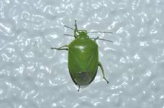 Glaucias subpunctatus