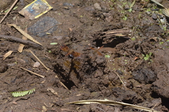 Brachythemis contaminata