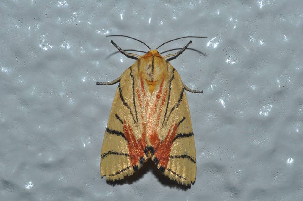 Camptoloma