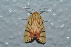Camptoloma interiorata