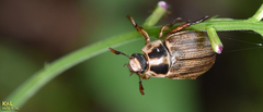 Exomala pallidipennis