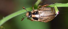 Exomala pallidipennis