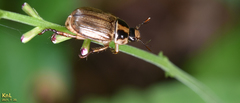 Exomala pallidipennis