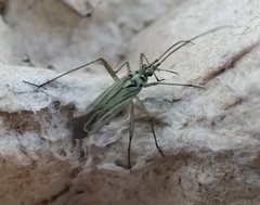 Oncotylus viridiflavus