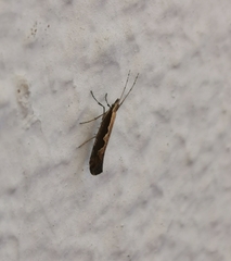 Plutella xylostella
