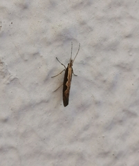 Plutella xylostella