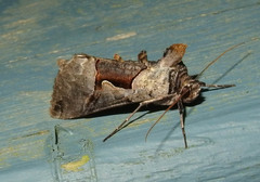 Autographa ampla