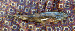 Glossogobius giuris