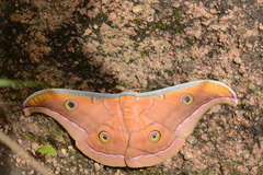 Antheraea paphia