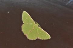 Argyrocosma inductaria