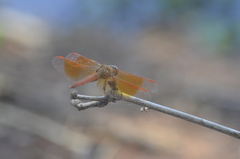 Brachythemis contaminata
