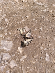 Iphiclides podalirius