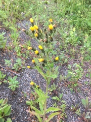 Picris japonica kamtschatica