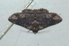 Pericyma cruegeri