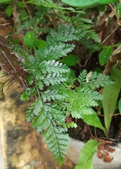 Davallia griffithiana