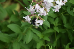 Xylocopa violacea