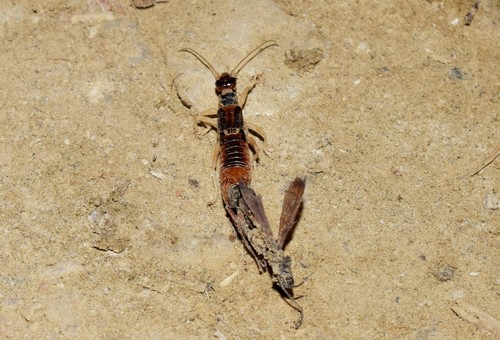 Shore Earwig, photo 7 of 8