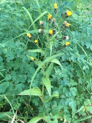 Picris japonica kamtschatica