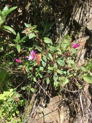 Clarkia concinna raichei