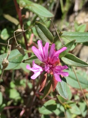 Clarkia concinna raichei