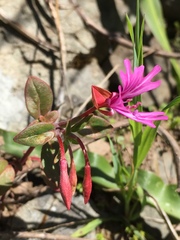 Clarkia concinna raichei
