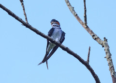 Hemiprocne coronata