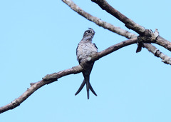 Hemiprocne coronata