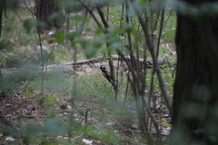 Dendrocopos major