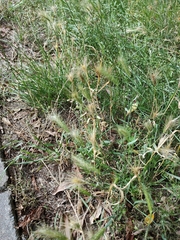 Hordeum murinum