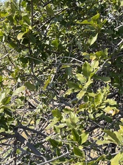 Artabotrys brachypetalus