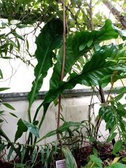 Anthurium crenatum