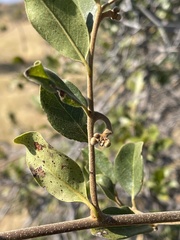 Artabotrys brachypetalus