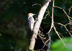 Leiopicus mahrattensis