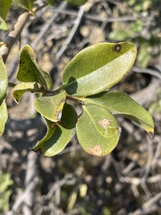 Artabotrys brachypetalus