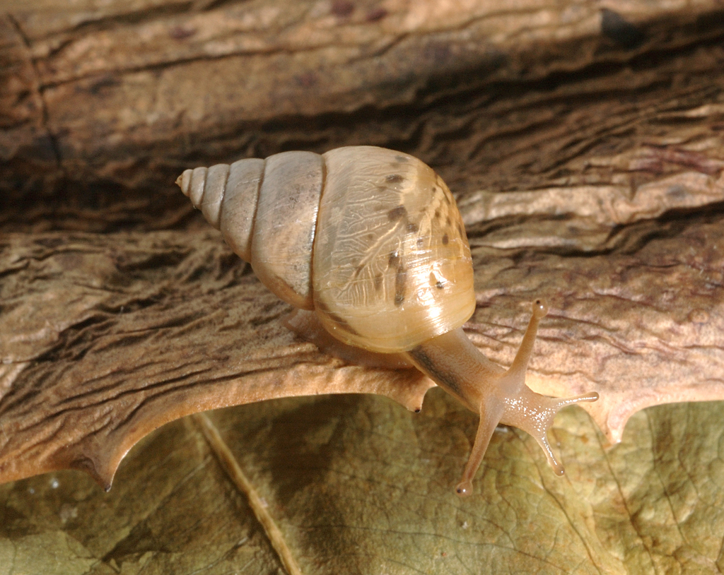 Conicial Barksnail