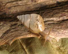 Gittenedouardia conulus