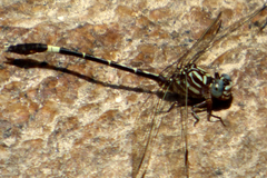 Progomphus clendoni