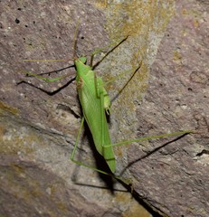Acrometopa syriaca