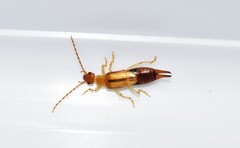 Forficula lucasi
