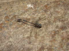 Progomphus clendoni