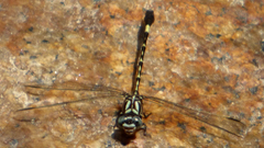Progomphus clendoni