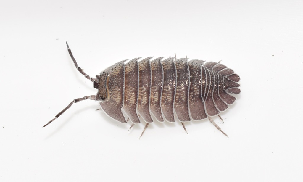 Peracca's Pill Woodlouse