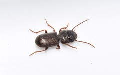 Dixus clypeatus
