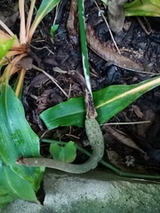 Anthurium crenatum