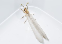 Macronemurus bilineatus